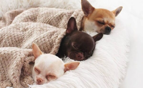 Les Traits De Personnalit Universels Des Chihuahuas Monchiwawa