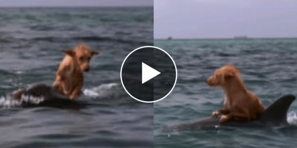 L histoire incroyable d un chien sauvé par des dauphins sur l île de