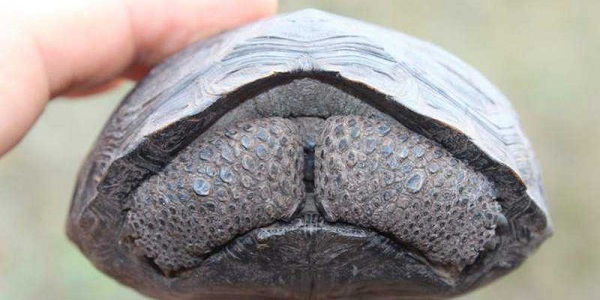 Des B B S Tortues Naissent Sur L Le Des Galapagos Pour La Premi Re