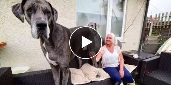 Voici Freddy Le Plus Grand Chien Du Monde Qui Mesure Plus De 2 5