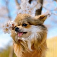 20 choses dangereuses pour votre Chihuahua Chiwawa