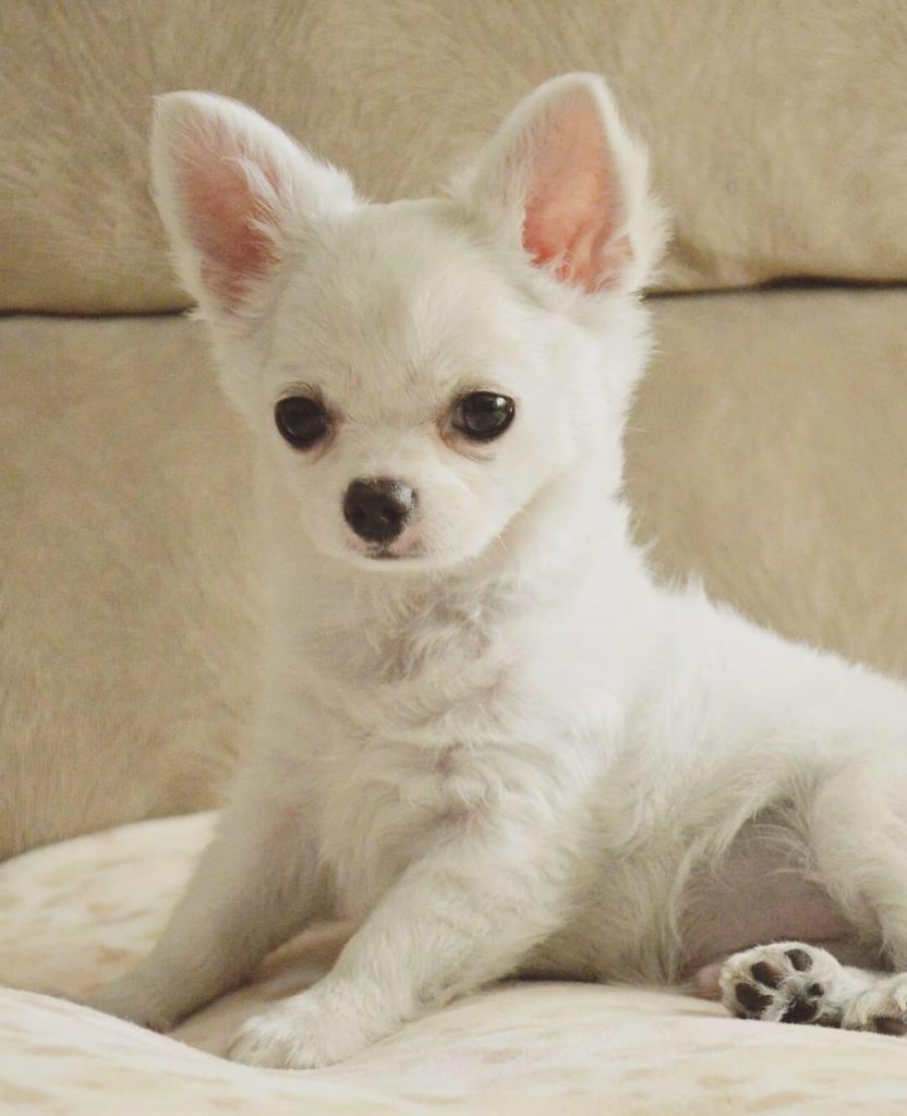https://www.monchiwawa.com/wp-content/uploads/2019/08/Chihuahua-Blanc-Couleur-832x1024.jpg