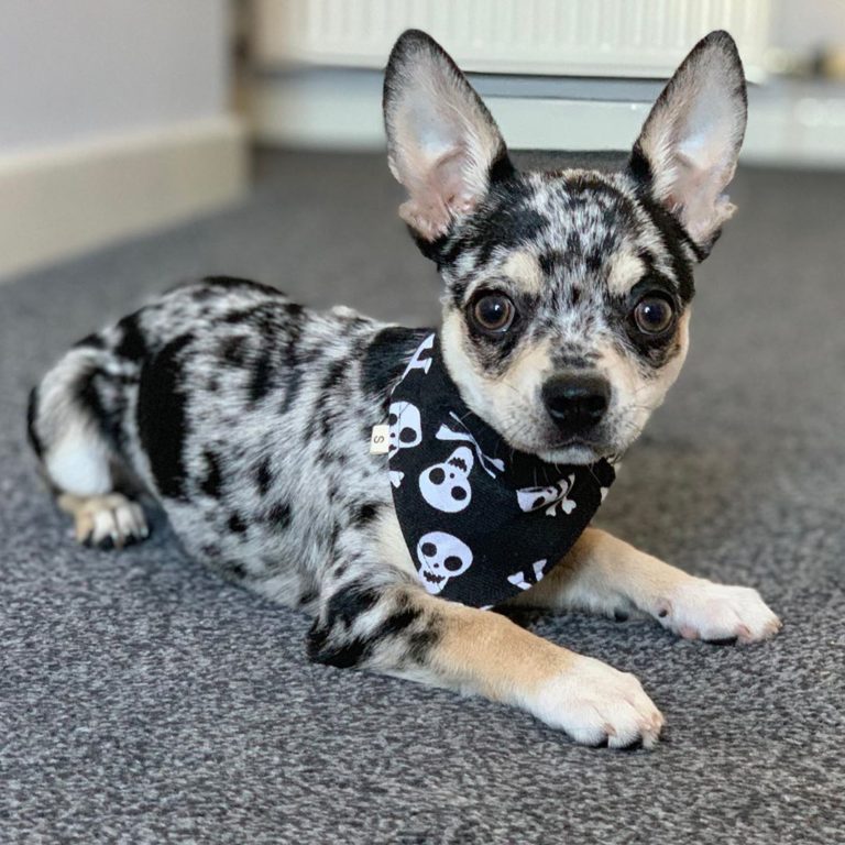 Le chihuahua merle MonChiwawa