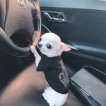 Petit Chihuahua en voiture