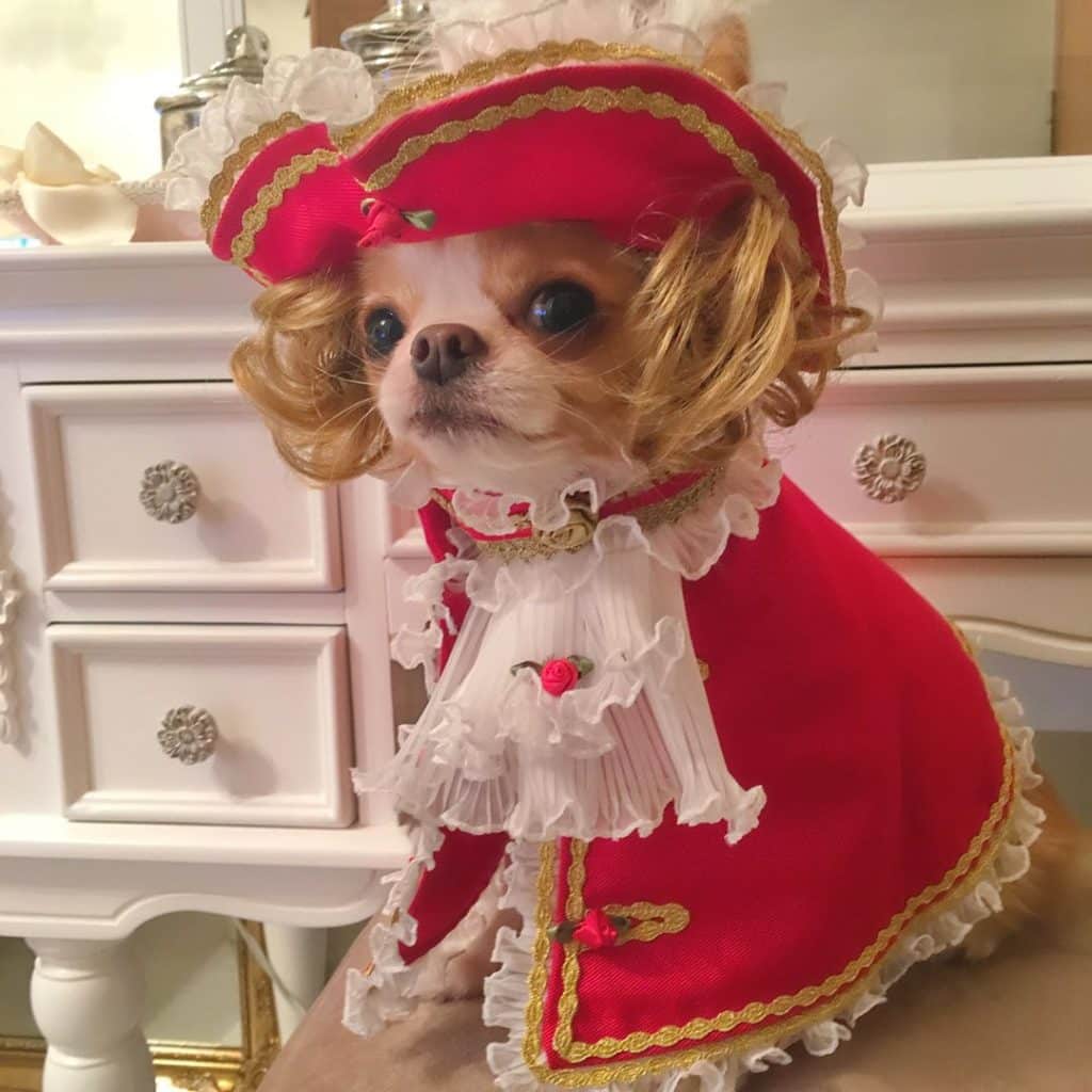 Voici 27 idées de costumes Halloween pour votre chihuahua, parce que