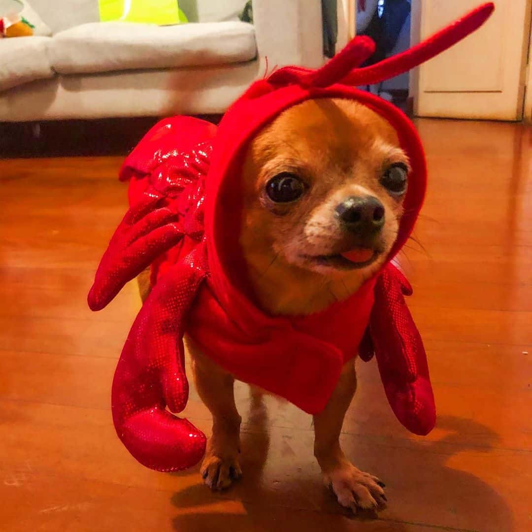 Voici 27 idées de costumes Halloween pour votre chihuahua, parce que