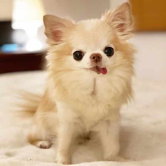 La durée de vie des Chihuahuas MonChiwawa