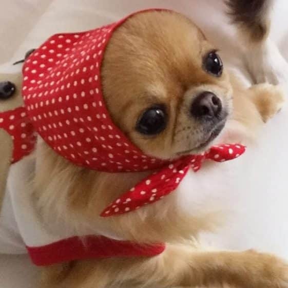Étapes de vie d’un chihuahua De la naissance au vieillissement MonChiwawa