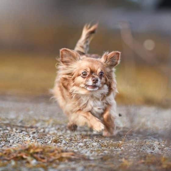La durée de vie des Chihuahuas MonChiwawa La durée de vie des Chihuahuas MonChiwawa