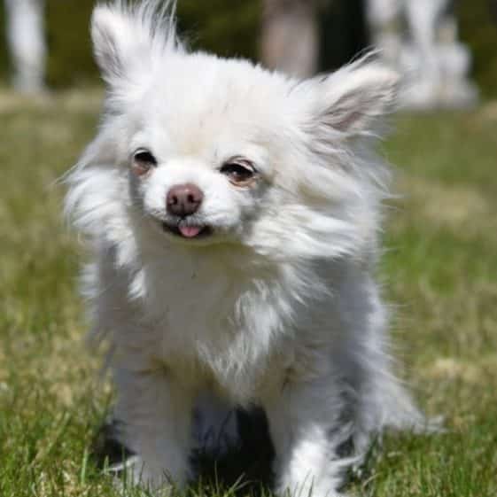 Étapes de vie d’un chihuahua De la naissance au vieillissement MonChiwawa Étapes de vie d’un chihuahua De la naissance au vieillissement MonChiwawa