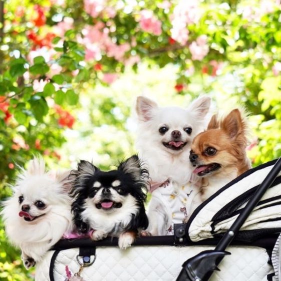La durée de vie des Chihuahuas MonChiwawa