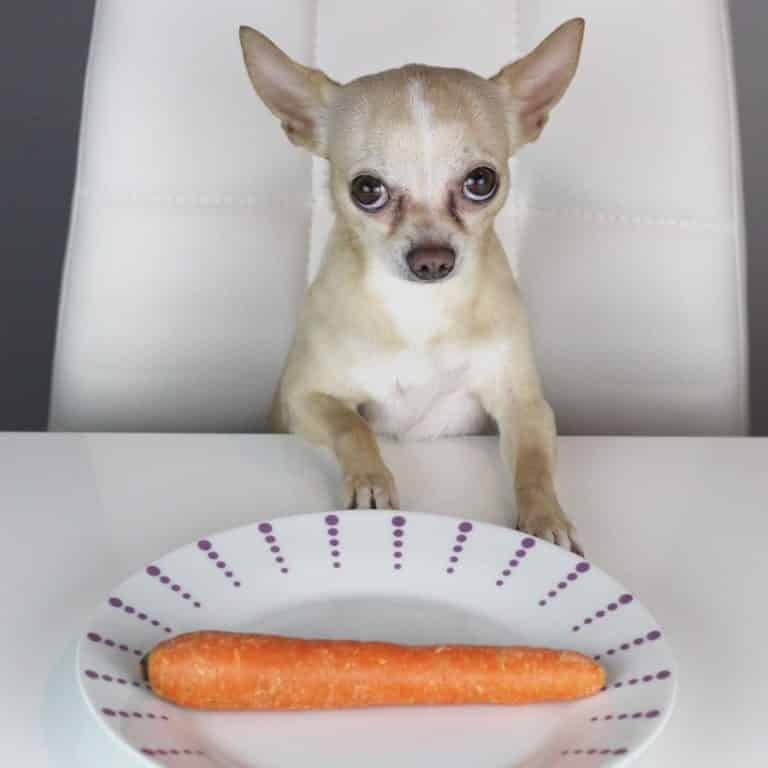 Guide complet pour bien nourrir son chihuahua MonChiwawa