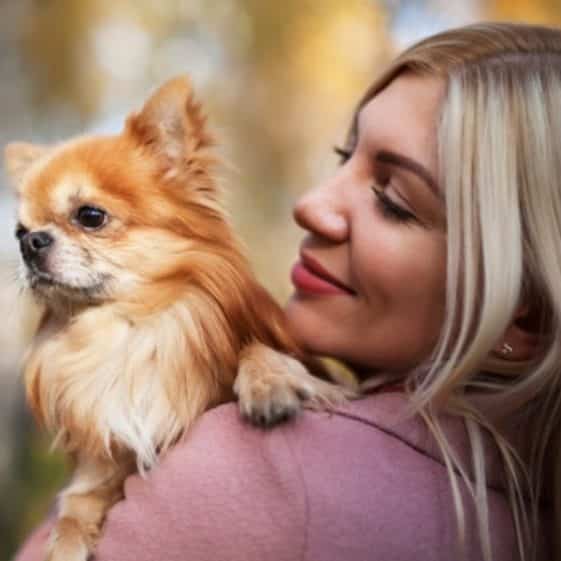 La durée de vie des Chihuahuas MonChiwawa