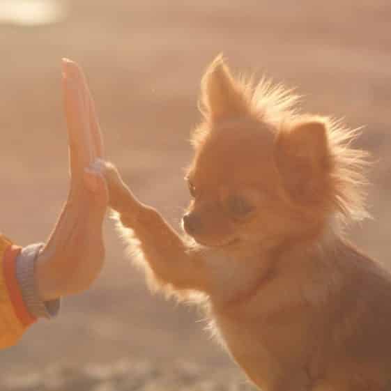 La durée de vie des Chihuahuas MonChiwawa