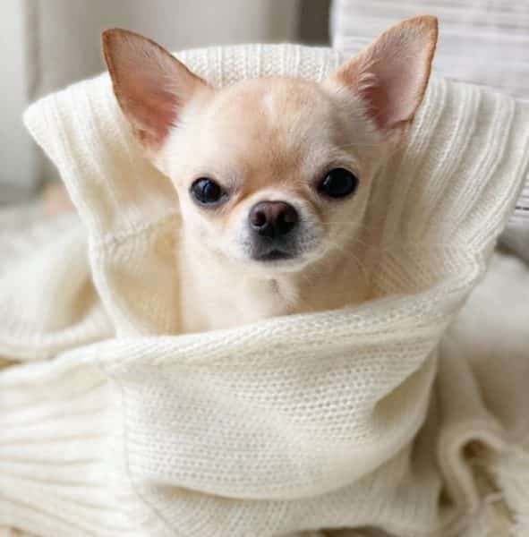 A Quel Age Un Chihuahua Arrete De Grandir Top FAQ sur les chihuahuas - MonChiwawa