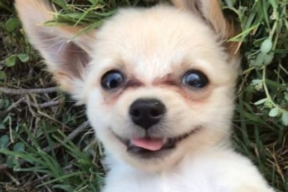A Quel Age Un Chihuahua Arrete De Grandir Top FAQ sur les chihuahuas - MonChiwawa