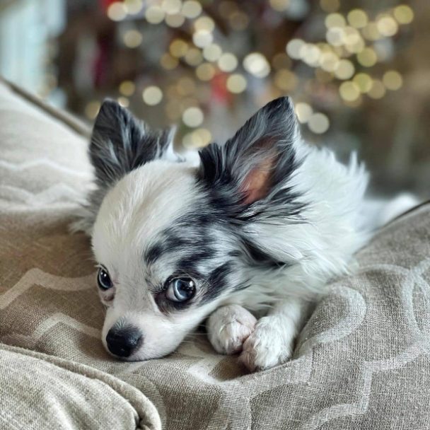 le chihuahua à poil long sa santé MonChiwawa