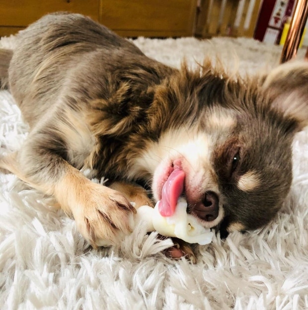 Pourquoi mon chihuahua ne mangetil pas? Les 6 raisons les plus probables MonChiwawa