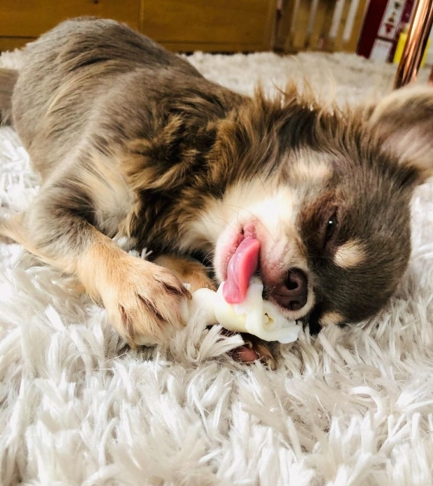 Les cinq meilleures nourritures pour chihuahua MonChiwawa