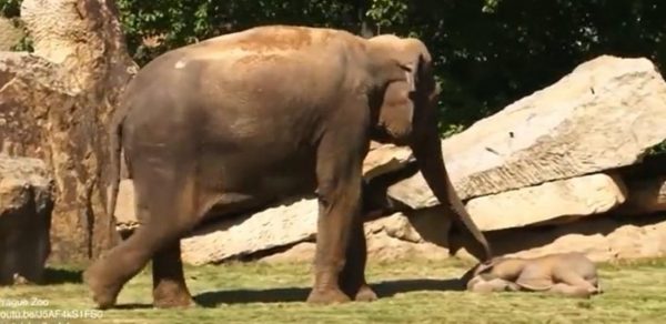 Maman elephant essaie de réveiller son élepphanteau