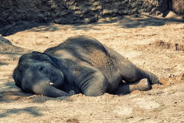 éléphanteau dort profondément sous le soleil