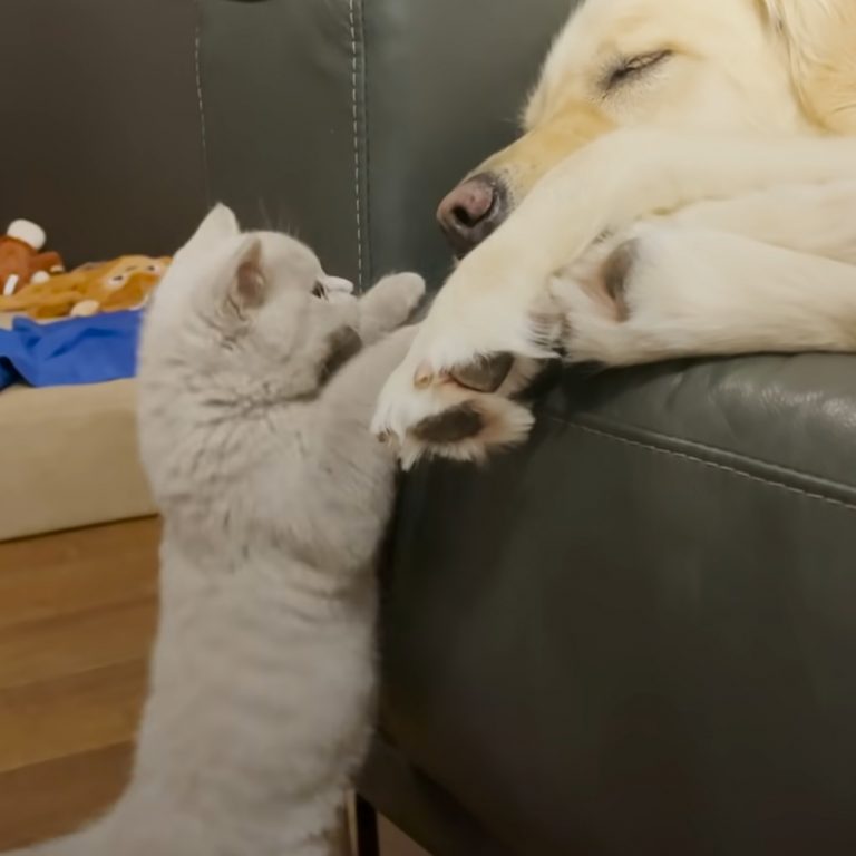Un chaton affectif aide un Golden Retriever à surmonter l