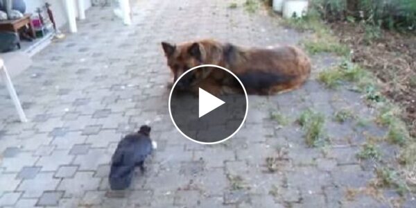 Quand l'amitié inter-espèce se noue : Un chien et un corbeau jouent