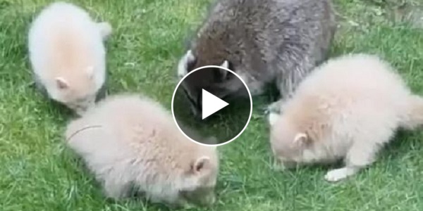 Bebe Raton L Une maman raton laveur amène trois bébés extrêmement rares à la ...