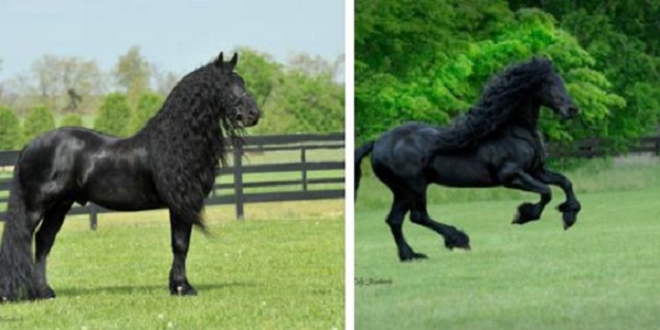 Le plus beau cheval du monde - MonChiwawa
