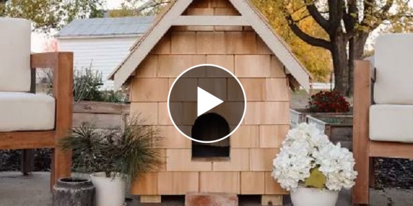 Des architectes d'intérieur construisent une petite maison pour un chat